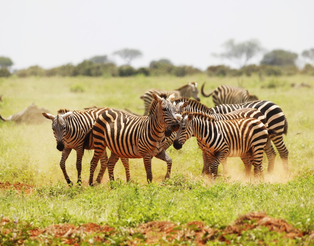 3-Day Tarangire & Ngorongoro