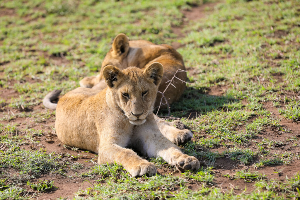 4-Day Private Safari Tour