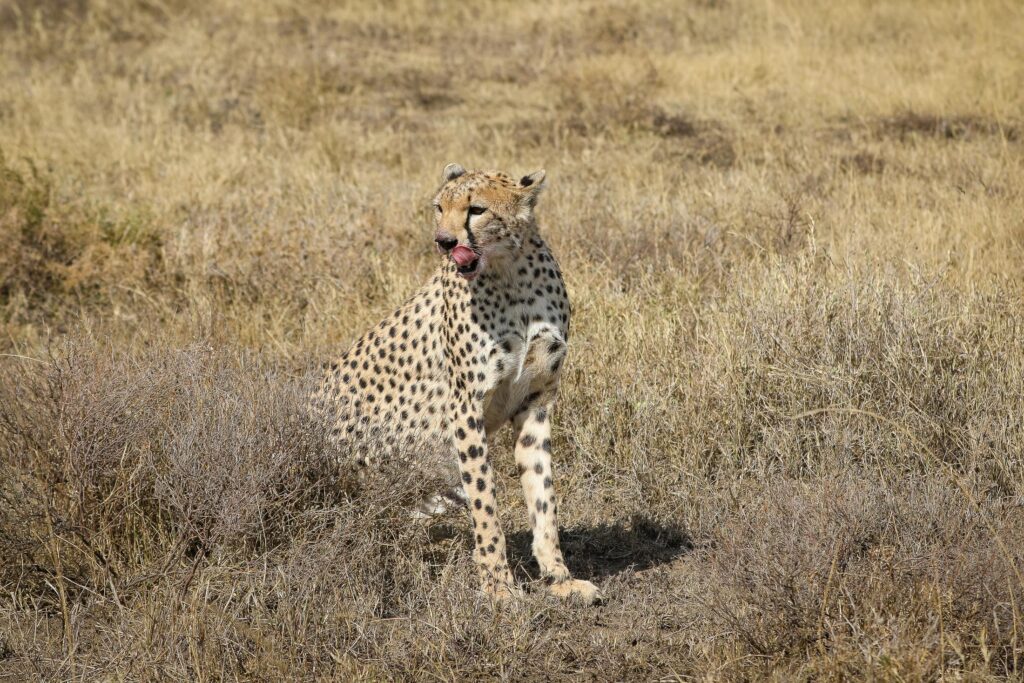 7 Day-Tanzanian Outdoor Safaris