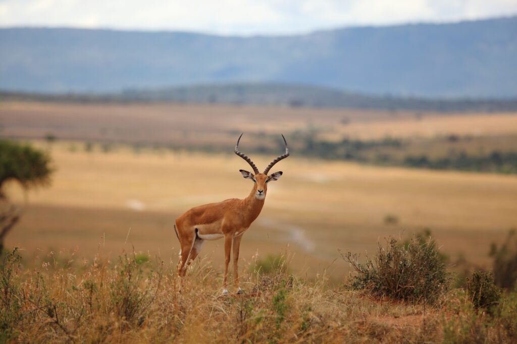 10 Day-Tanzania Luxury Safari