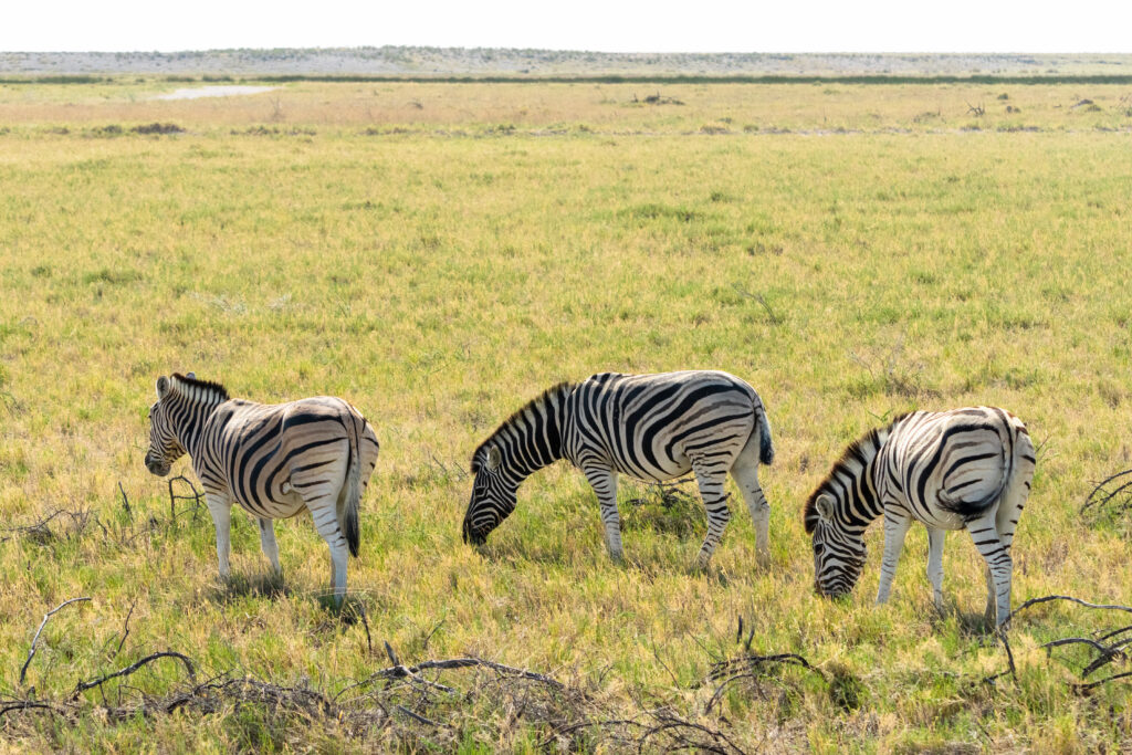 6 Day-Tanzania Luxury Tour